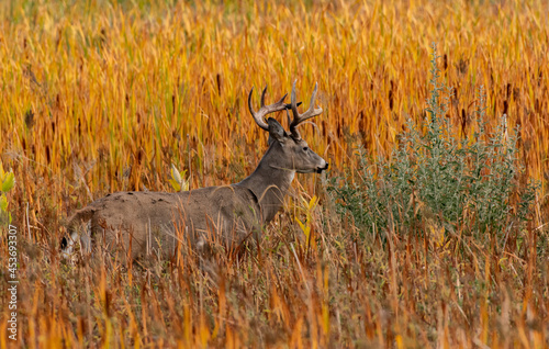 White-tailed Deer Buck Meandering Through Reeds in Autumn