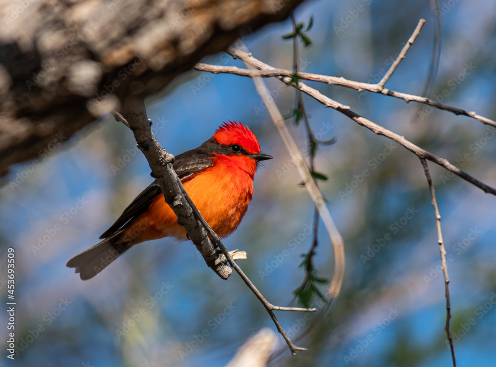 A Beautiful Vermilion Flycatcher Perched on a Tree Branch A Beautiful Vermilion Flycatcher Perched on a Tree Branch