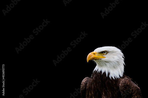 Bald eagle in portrait against a black background