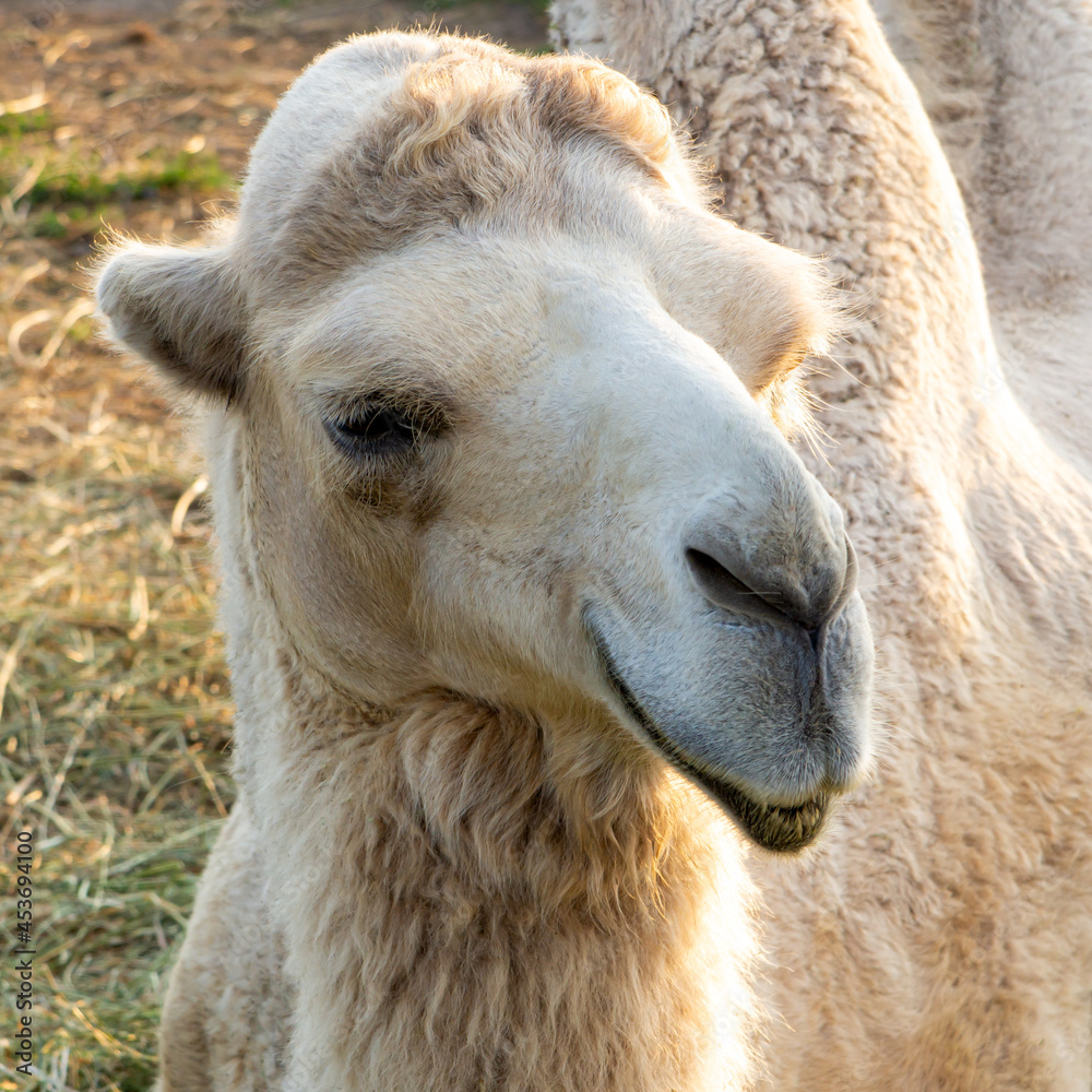 Fototapeta premium big cute white camel in nature close-up