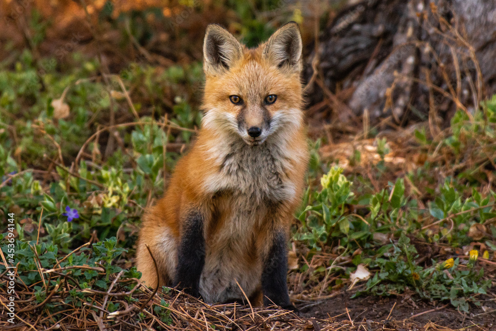 An Adorable Red Fox Kit Posing for its Photo An Adorable Red Fox Kit Posing for its Photo