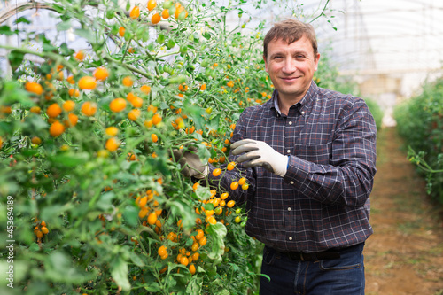 Experienced grower engaged in cultivation of organic vegetables  checking crop of yellow cherry tomatoes in greenhouse