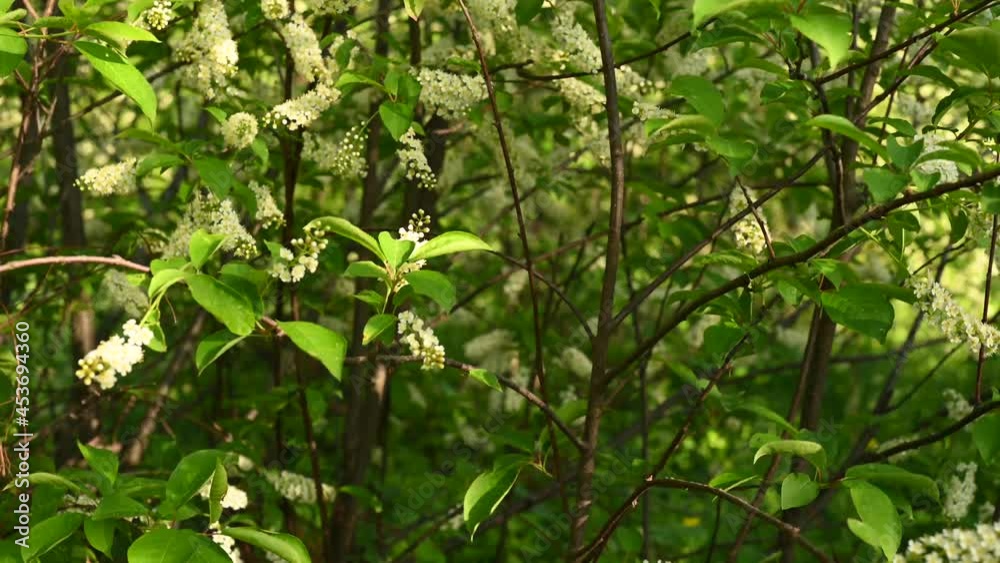Bird cherry blossoms in the spring tree in the wind video. High quality 4k footage Bird cherry blossoms in the spring tree in the wind video. High quality 4k footage