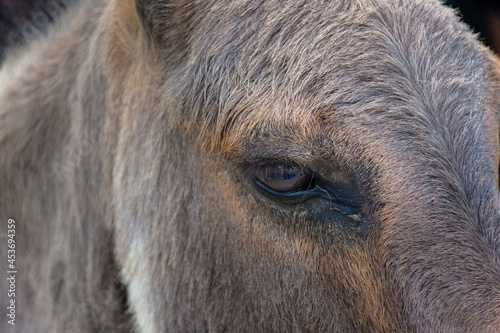 Close up of the eye of an Asinara donkey