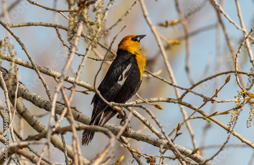 A Yellow-headed Blackbird perched on a Spring Morning