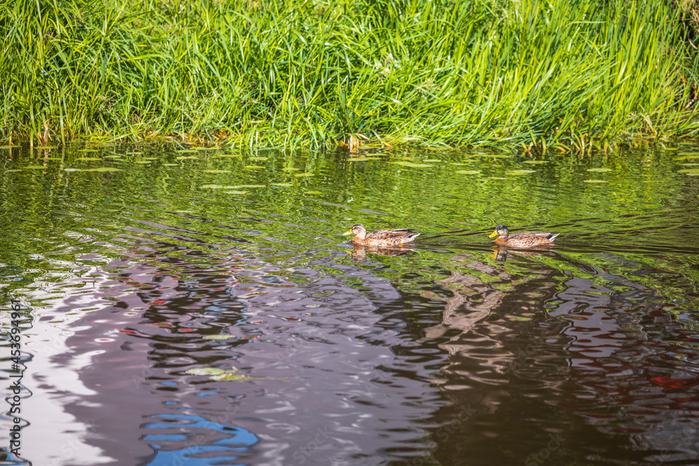 Beautiful view of a duck floating in river. Birds concept. Beautiful backgrounds of nature. Sweden. Beautiful view of a duck floating in river. Birds concept. Beautiful backgrounds of nature. Sweden.