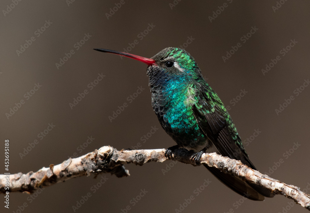A Colorful Broad-billed Hummingbird Perched on a Branch