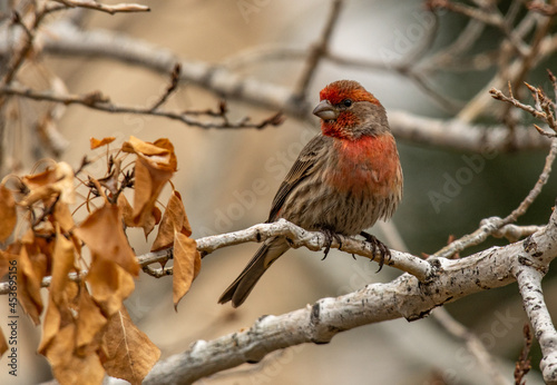 A Beautiful Male House Finch Perched in a Tree  © Kerry Hargrove