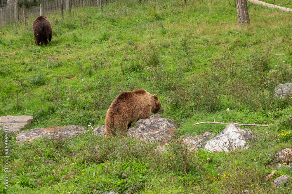 Han-sur-Lesse, Wallonia, Belgium - August 9, 2021: Wildpark. 2 Brown bears looking for food in wilderness.