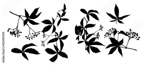 Set of monochrome leaves. Parthenocissus inserta. Vector illustration