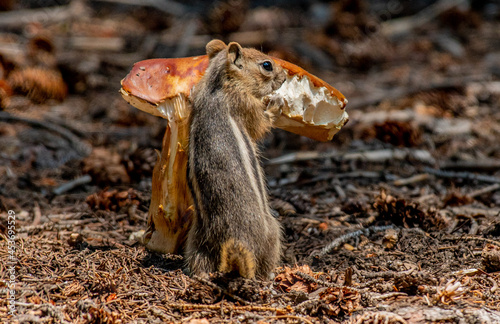 Fototapeta Naklejka Na Ścianę i Meble -  An Adorable Golden-mantled Ground Squirrel Enjoying some Mushroom