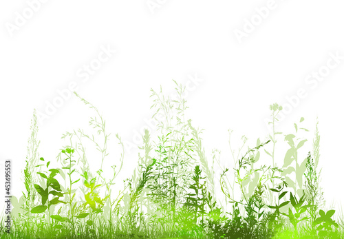 Grass silhouette. green grass with flowers. Vector illustration