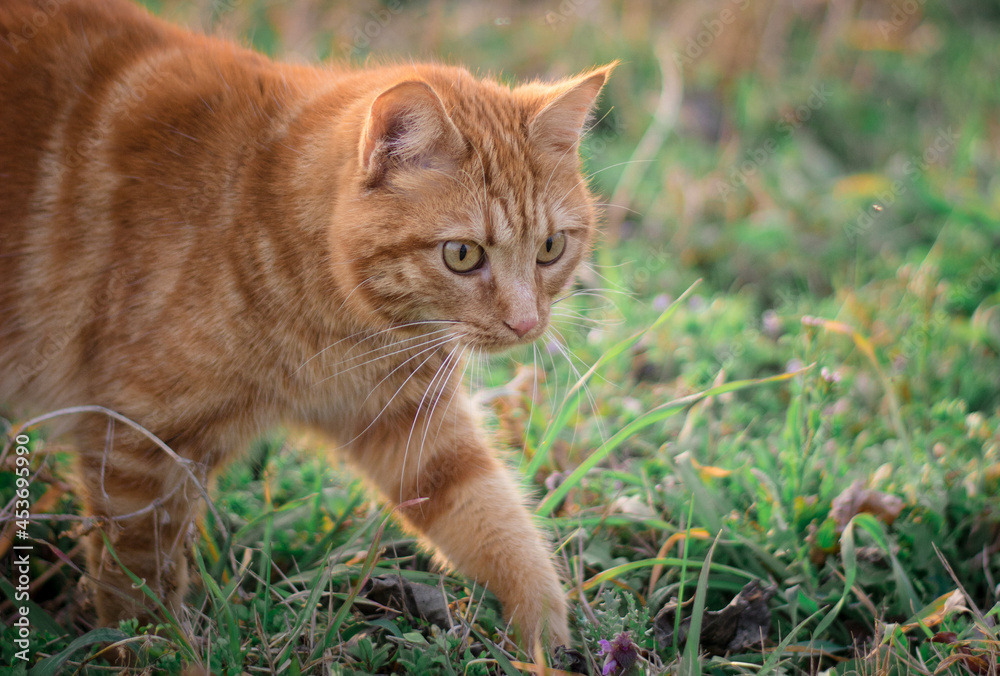 cat in the grass cat in the grass