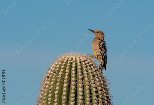 Gilded Flicker Perched on Top of a Saguaro Cactus on the Arizonan Desert