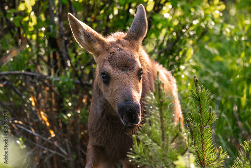 Moose Calf Grazing in a Willow Thicket