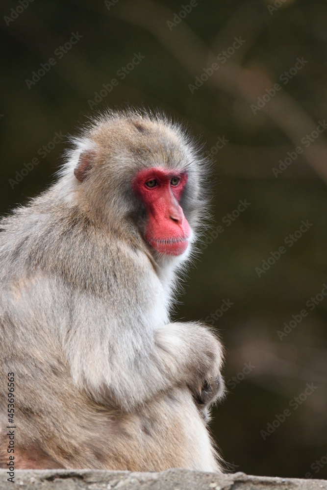 Naklejka premium ニホンザル
