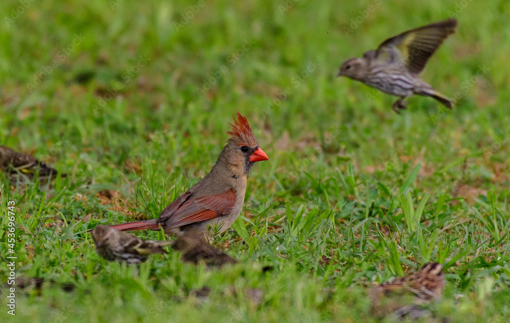 A Female Northern Cardinal Foraging for Food A Female Northern Cardinal Foraging for Food