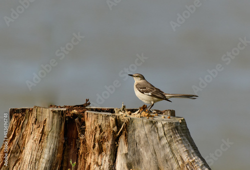 Canvas Print A Northern Mockingbird Perched on a Tree Stump