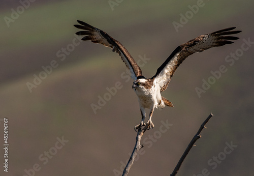 An Osprey Landing on a Branch