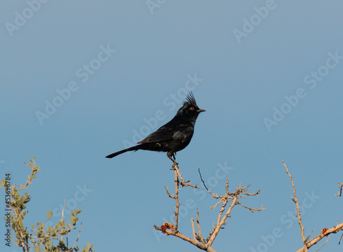 A Beautiful Male Phainopepla Perched on a Branch photo