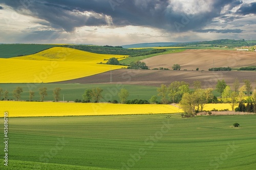 wiosenny krajobraz rolniczy, pagórki południowych Moraw, kwitnące pola rzepaku