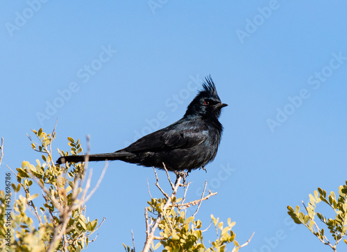 A Beautiful Male Phainopepla Perched on a Branch photo