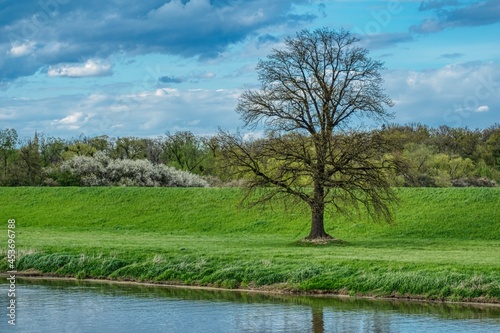 wiosenny krajobraz z wielkim samotnym drzewem bez liści i kwitnącymi zaroślami, słoneczna wiosenna pogoda nad rzeką © Jarek Witkowski