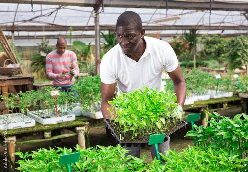 Confident African man gardner checking growing vegetable seedlings in garden center