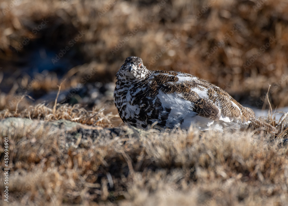 Obraz premium White-tailed Ptarmigan in Spring Plumage foraging in an Alpine Meadow