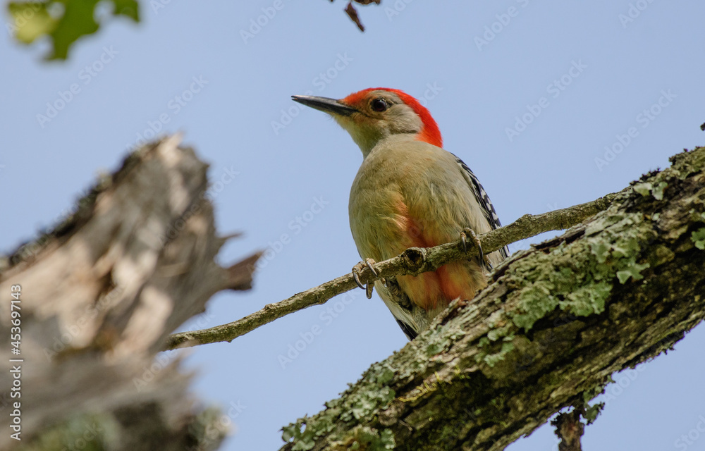 A Red-bellied Woodpecker Perched High in a Tree A Red-bellied Woodpecker Perched High in a Tree