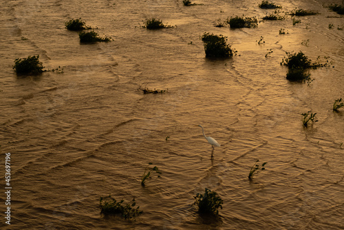 Garça na orla de Macapá as margens do Rio amazonas birro santa inês photo