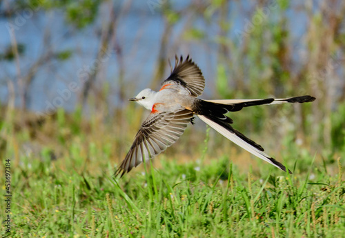 An Elegant Scissor-tailed Flycatcher in Flight photo