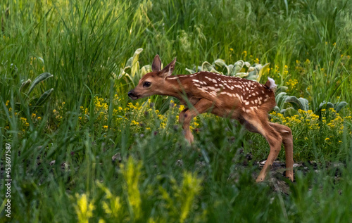 An Adorable White-tailed Deer Fawn Frolicking in a Meadow on a Spring Morning