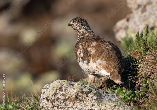 Принти на полотні A White-tailed Ptarmigan in Late Spring Plumage Roaming the Alpine Tundra