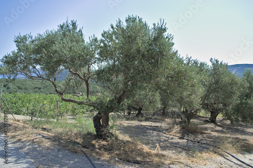 Olive trees with green olives on the steer of blue sky photo