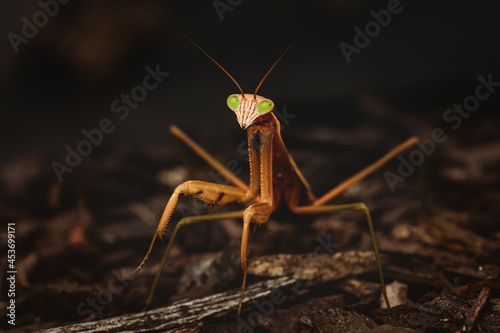Closeup of a praying mantis 