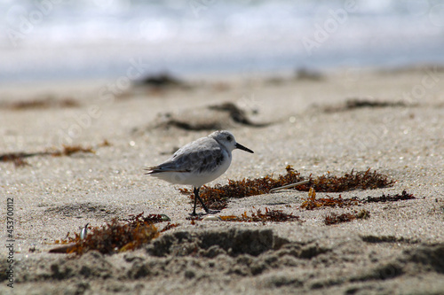 bird on beach