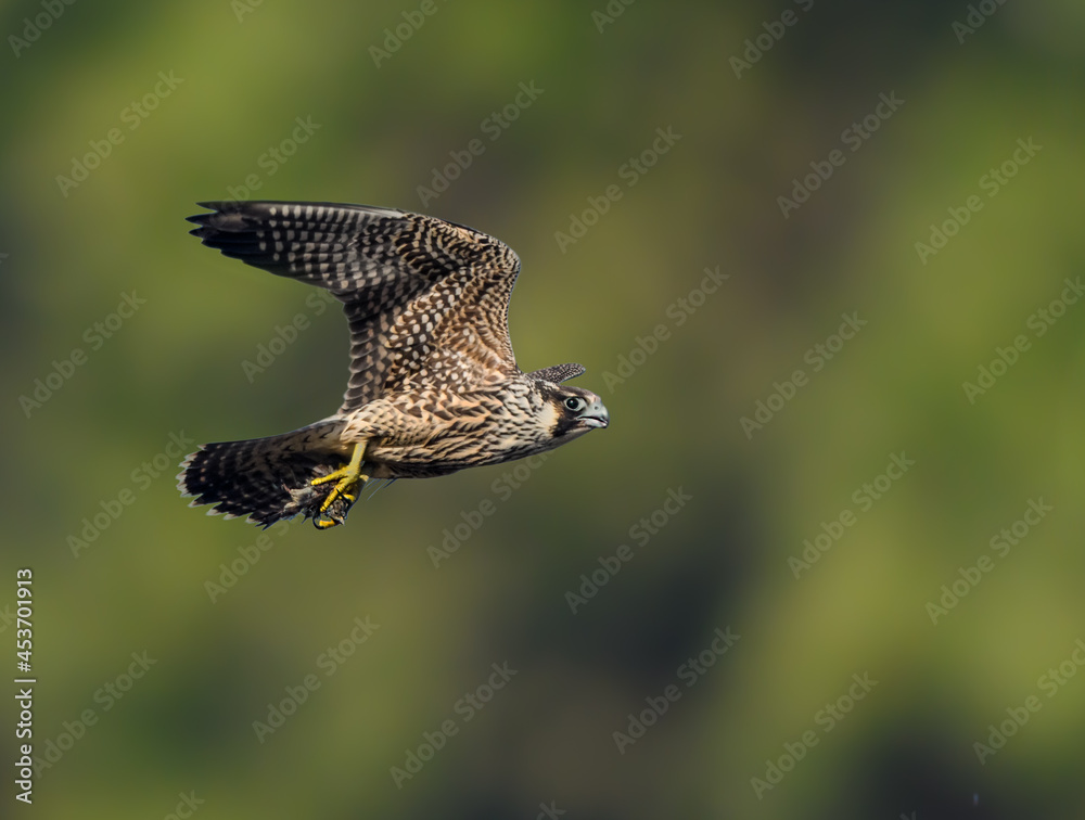 Obraz premium Peregrine Falcon with prey flying on green brown background