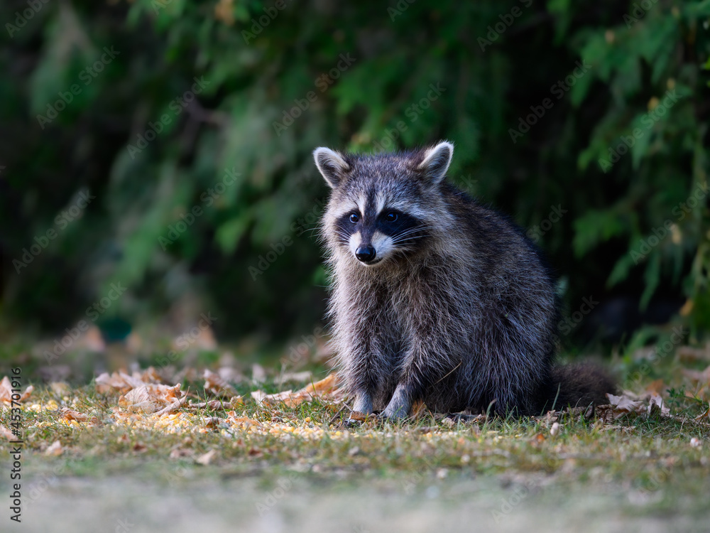 Young raccoon kit sitting on grass, closeup portrait in summer Young raccoon kit sitting on grass, closeup portrait in summer