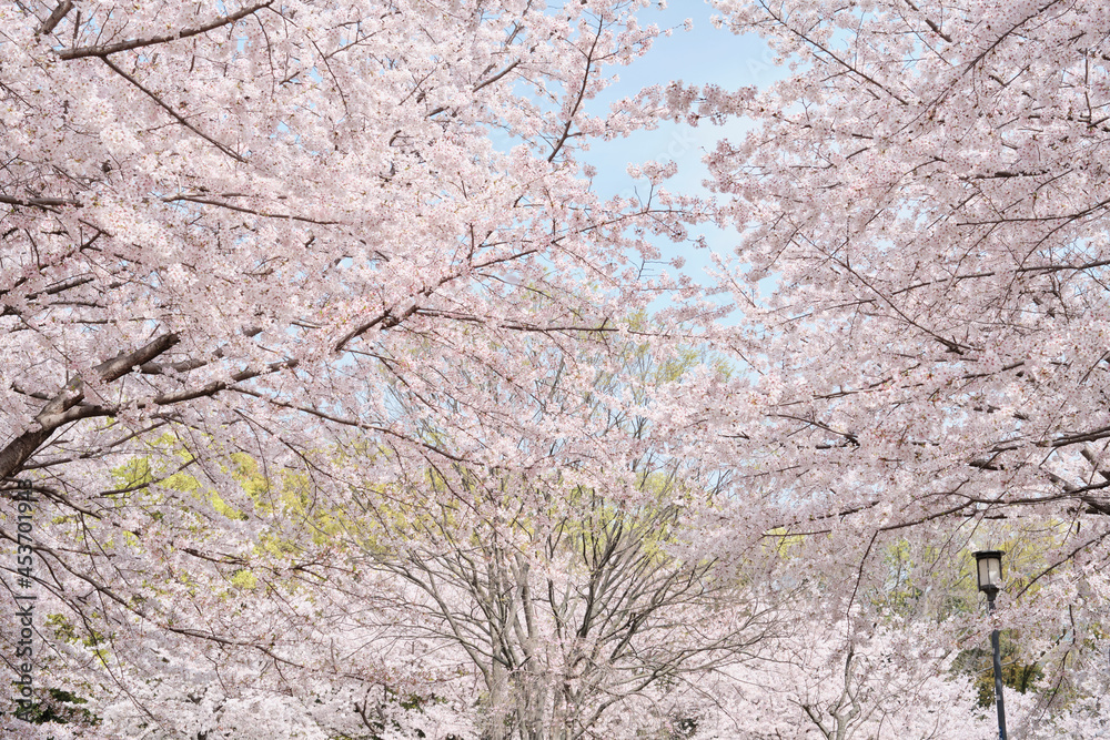 Osaka Castle Park in Cherry Blossom Season Osaka Castle Park in Cherry Blossom Season