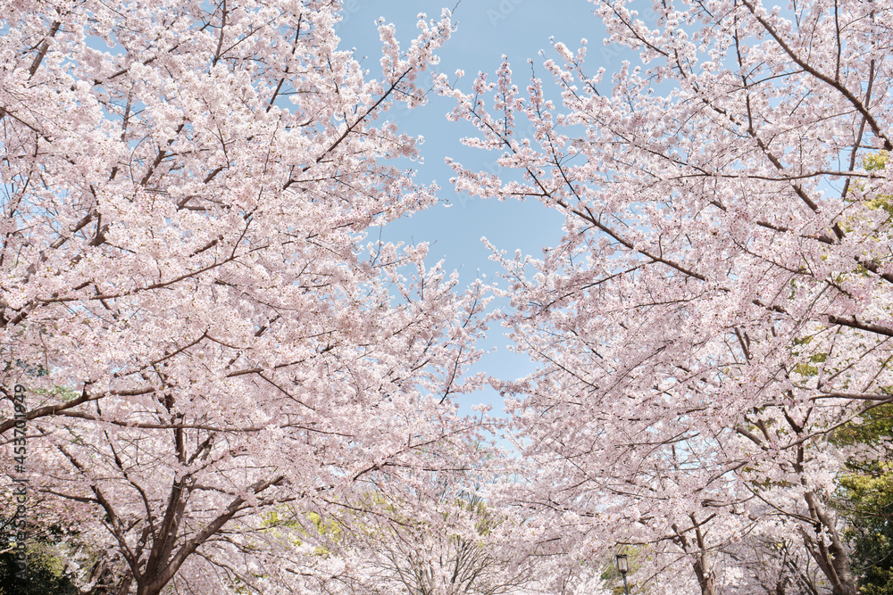 Osaka Castle Park in Cherry Blossom Season Osaka Castle Park in Cherry Blossom Season