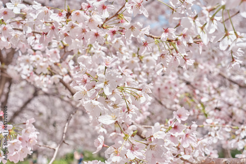 Osaka Castle Park in Cherry Blossom Season Osaka Castle Park in Cherry Blossom Season