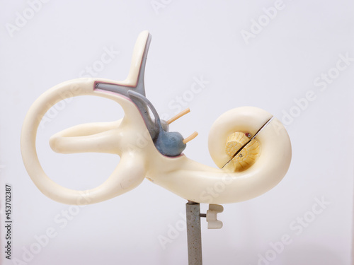 医療器具　耳の模型