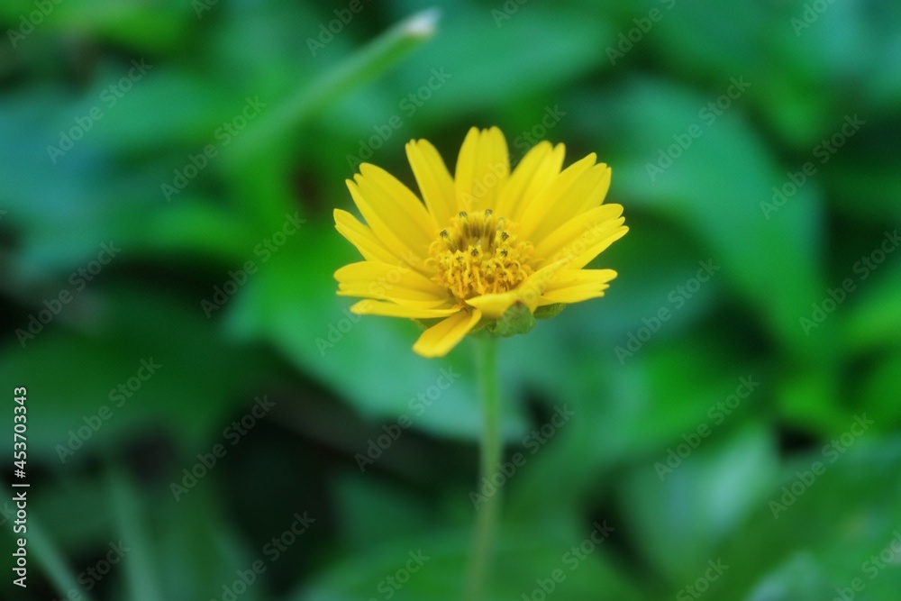 ProcesseA small yellow flower is on the side of a road in Thailand.d with Focos ProcesseA small yellow flower is on the side of a road in Thailand.d with Focos