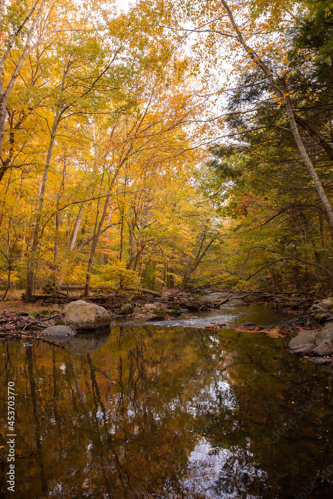 autumn in the woods autumn in the woods