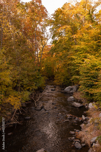 autumn in the woods
