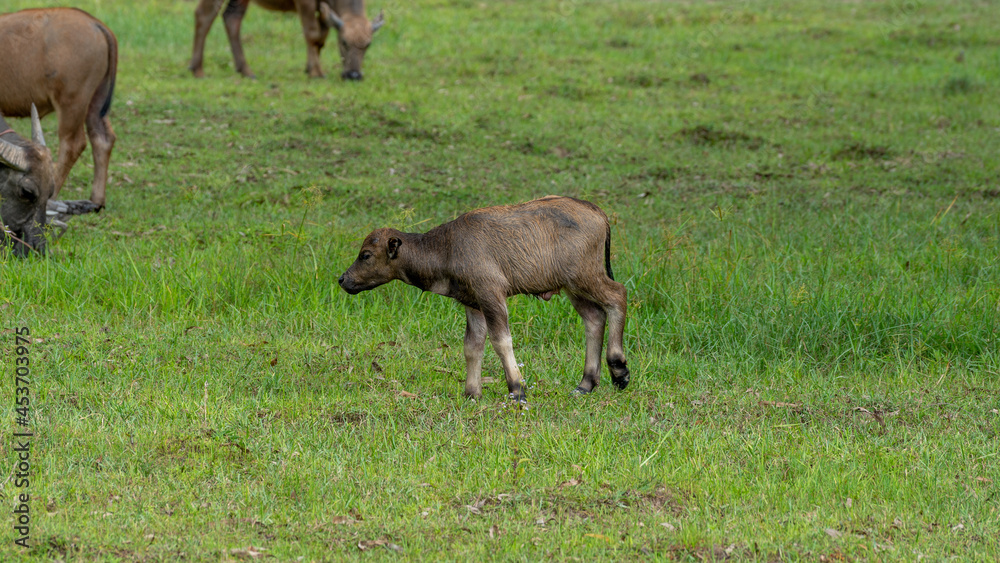 Fototapeta premium Thai Water Buffalos 