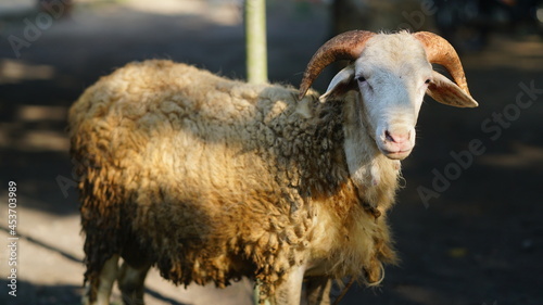 White goat with curved horns