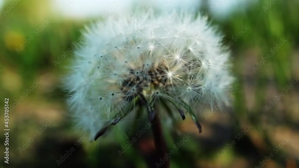 Close Up On White Dandelion Swaying In Wind. Locked Off, Time Lapse Close Up On White Dandelion Swaying In Wind. Locked Off, Time Lapse