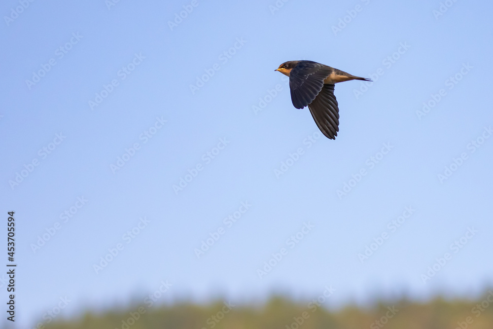 Obraz premium Barn Swallow in Flight Past a Line of Trees